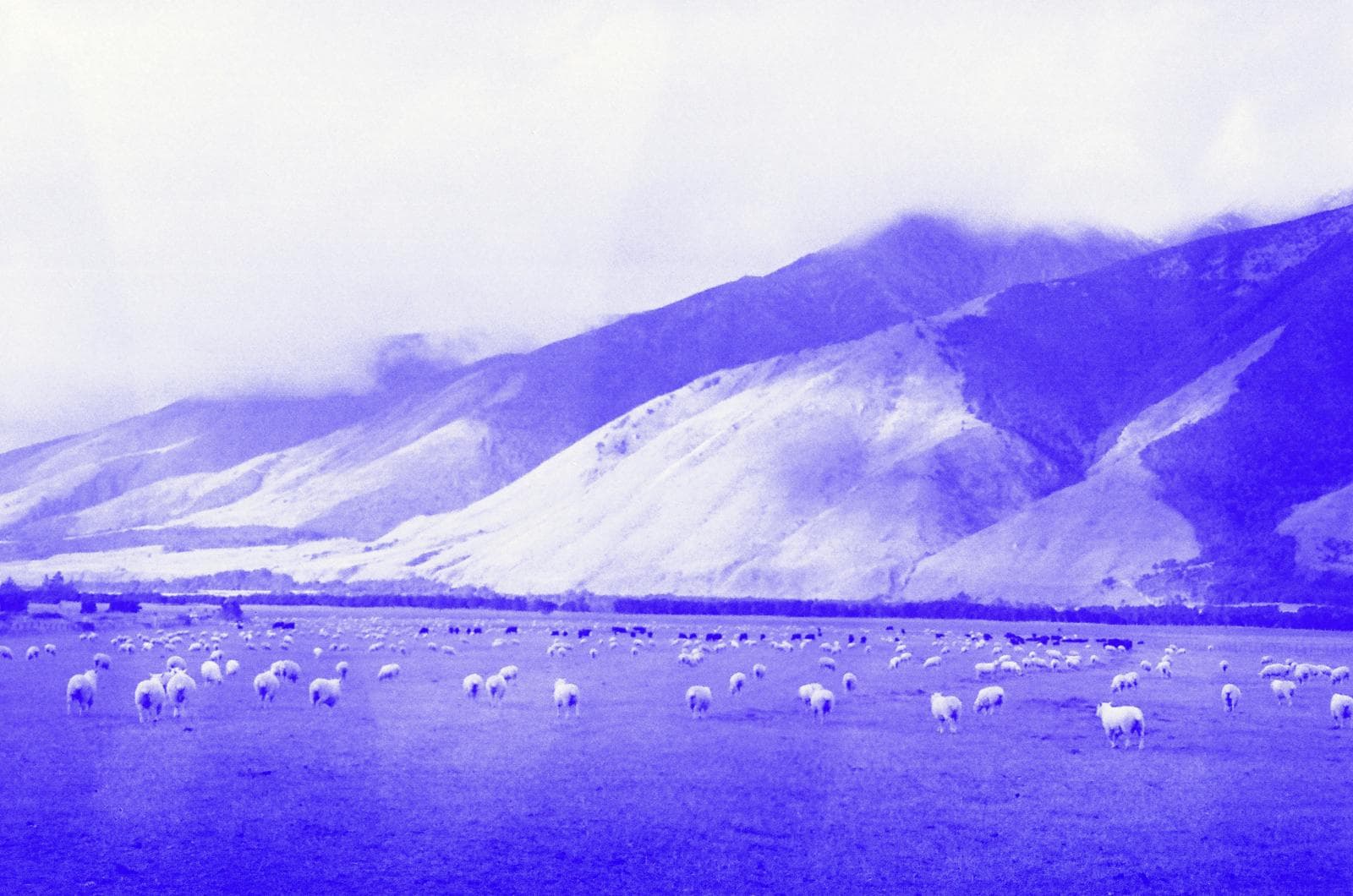 Photography by Elisa Paiusco