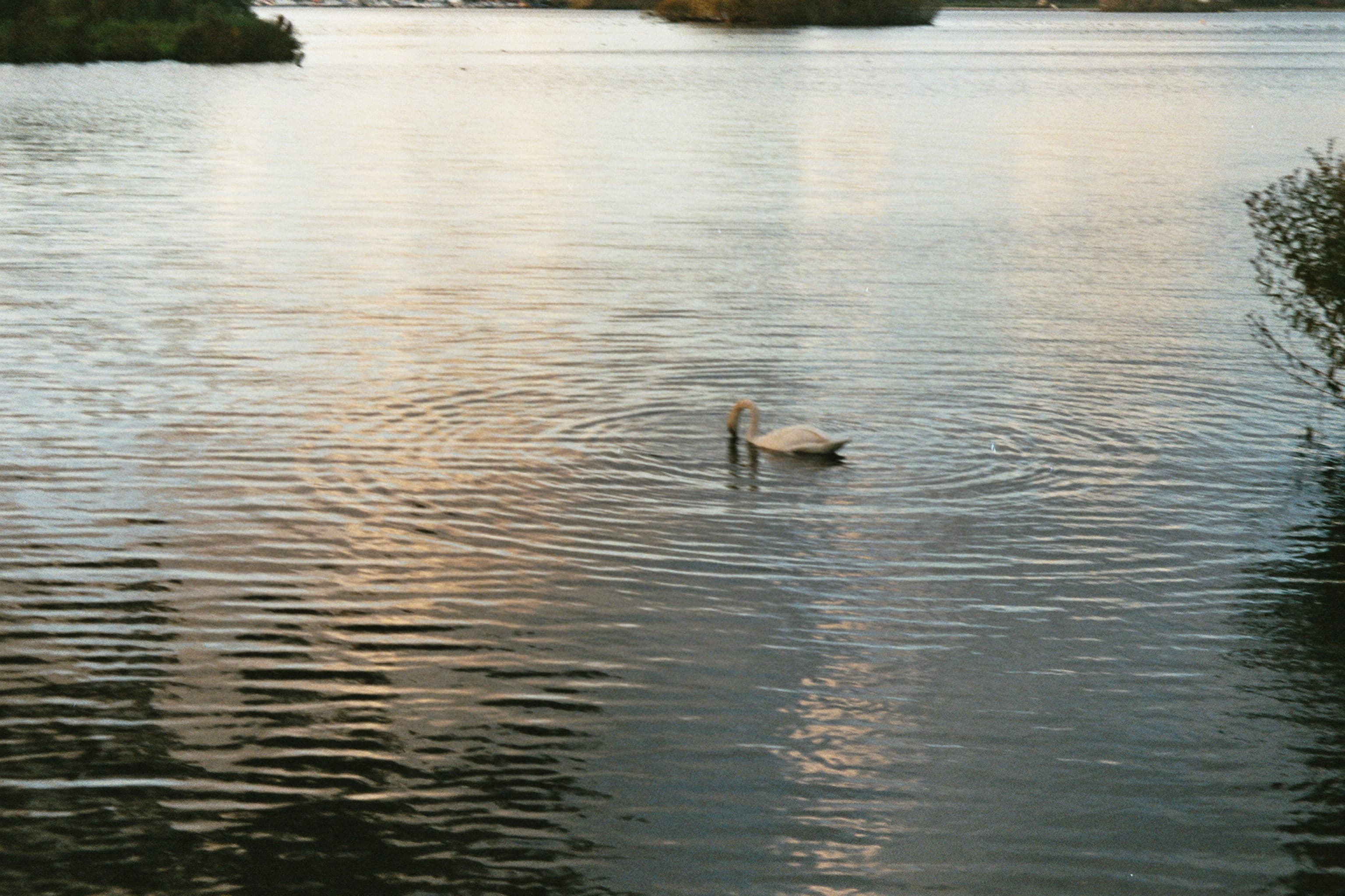 Photography by Elisa Paiusco
